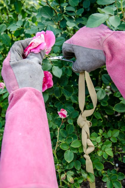 Cortar las flores marchitas o secas estimula una segunda floración y mejora la estética de la planta