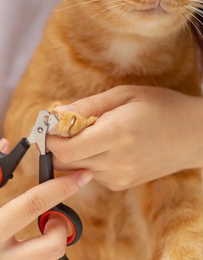 Cortar las uñas, uno de los muchos servicios que proveen en Araucan