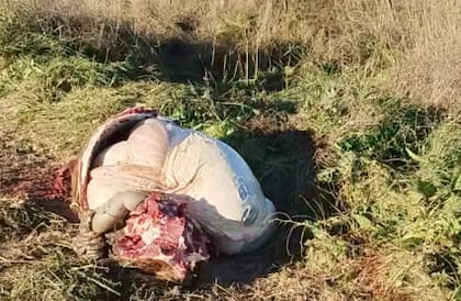 “Cortaron los alambrados y nos faenaron dos vacas. Dejaron las vísceras, la cabeza y el cuero y se llevaron las paletas y los cuartos. Es algo constante en la zona. Pese a estar a 50 kilómetros de la cabecera del partido, igual vinieron”, lamentó