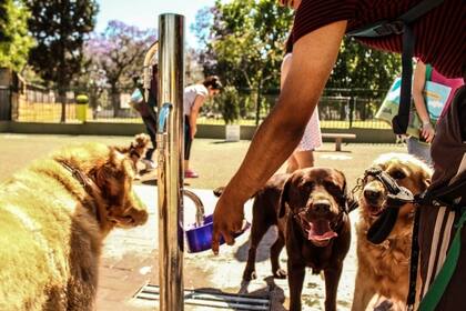 Ejemplo de un Canil en el Parque Lezama