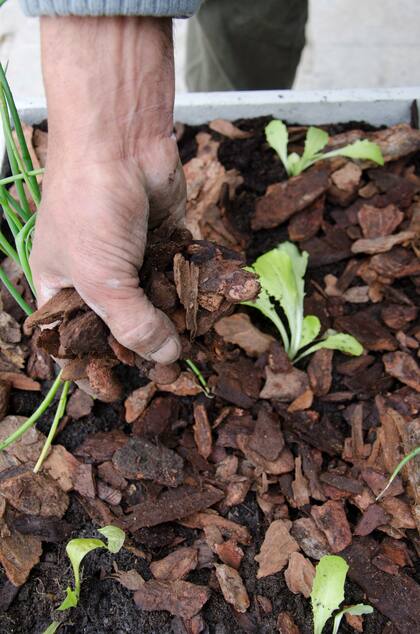 Cortezas de pino o chips protegen a las plantas de la deshidratación.