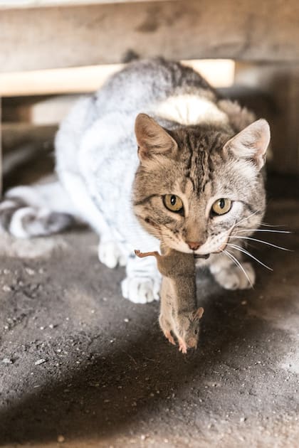 Cosas que pasan dentro de la casa de veranada de José Correa.