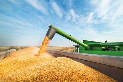 La predicción de una buena cosecha de maíz va a permitir generar una rentabilidad en los establecimientos de engorde