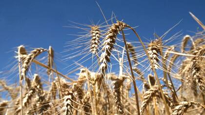 En EE.UU. volvieron a caer los precios del trigo