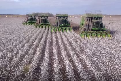 Cosecha de algodón