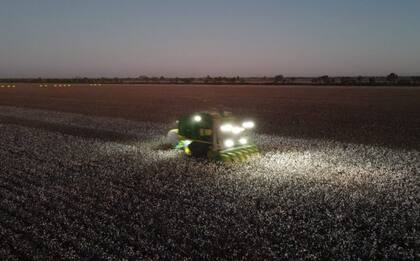 Cosecha de algodón