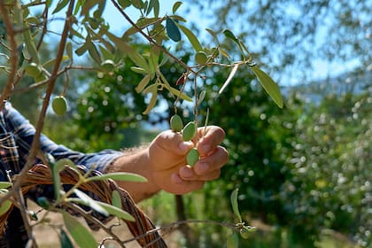 Cosecha de aceitunas para hacer aceite de oliva