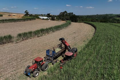 Cosecha de azúcar en Brasil: el país vecino es líder en la producción de etanol sobre la base de caña (AP foto/Andre Penner)