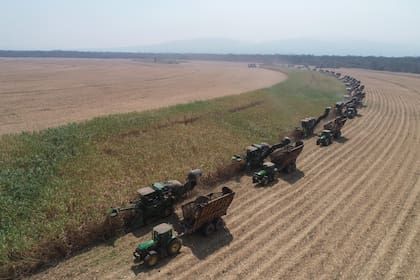 Cosecha de azúcar, insumo del etanol