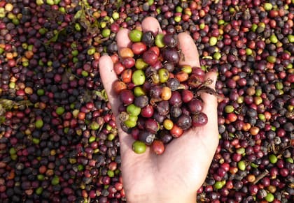 Cosecha de café Baritú.