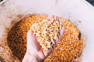 Cosecha de maíz 2026 de Ucrania podría reducirse a 29,5 millones de toneladas, dice Asap Agri