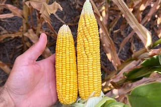 Cosecha de maíz de Brasil en 2025/26 caería 7% con respecto al año anterior: Agroconsult
