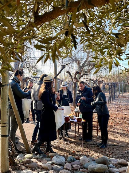 Cosecha de olivos y degustación de aceitunas. (Gentileza Cavas Wine Lodge)