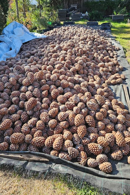 Cosecha de piñas, listas para su traslado con vistas a ser procesadas