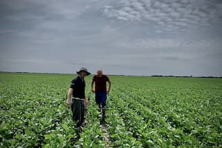 Cosecha de semillas de girasol de Ucrania aumentará en 2026, dice consultora APK-Inform