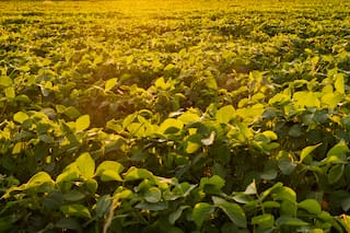 Cosecha de soja de Brasil se acerca al 73%, sigue por debajo de la del año pasado: patria AgroNegocios