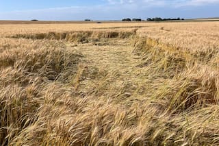 Cosecha de trigo en Inglaterra aumenta un 4,9% pese a menores rendimientos