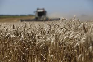Hay altos rindes en la zona central del país y se consolida una cosecha récord de trigo