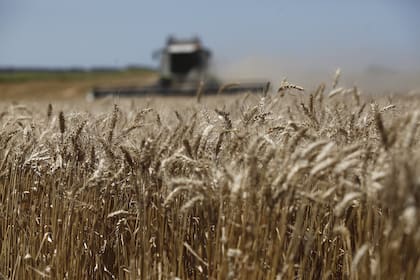 Una suba de retenciones al cereal podría ser insignificante para el Estado pero afectaría las intenciones de los productores