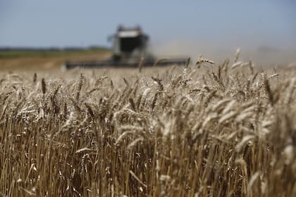 El trigo tributa 12% de retenciones