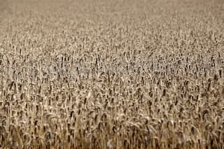 Opinión. Trigo HB4: estrella de la bioeconomía argentina