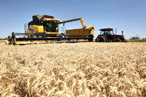 Con una cosecha récord, el trigo aportará al país US$4070 millones