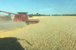 Trigo: qué hay detrás de los altos rindes en el sudeste de Córdoba