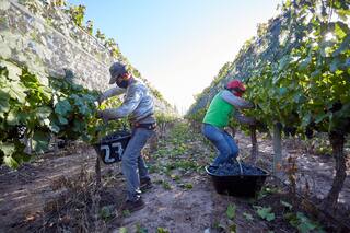 La Ley Bases ofrece una herramienta útil para mejorar el empleo rural