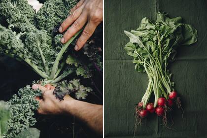 Cosechan dos veces por semana y lo que sale de la tierra va directo a las cocinas.