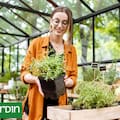 Cómo proteger tus aromáticas de las primeras heladas