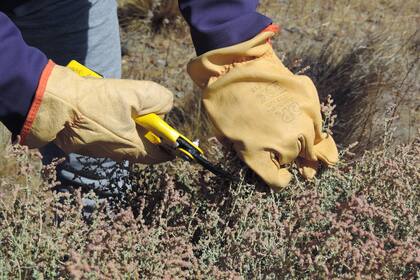 Cosechar las ramas de zampa, para utilizar los tintes naturales impresos en su ADN.
