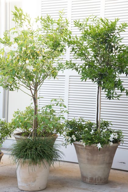 Cosechas propias y urbanas, orgullosamente nacidas en macetas