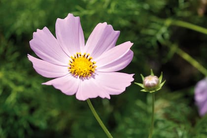 Cosmos bipinnatus.