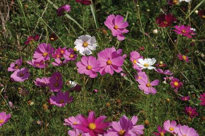 Cosmos Bipinnatus, una herbácea anual que florece desde mediados de primavera hasta el otoño.