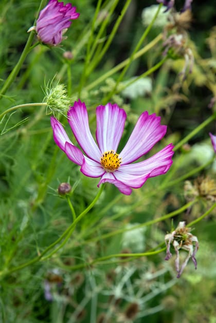 Cosmos necesita sol y generosidad del espacio