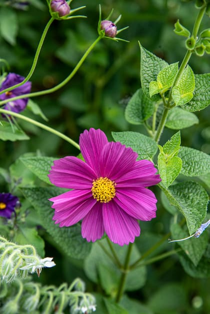 Cosmos, otra de las flores que no podés dejar de tener para dar color al jardín.