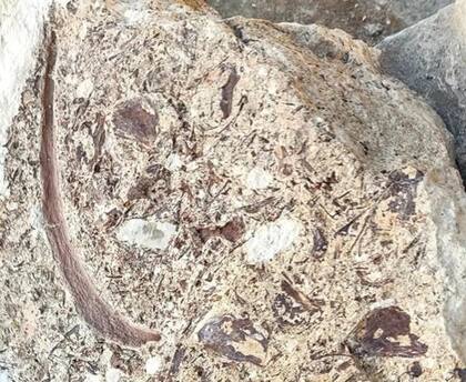 Costilla de especie de delfín extinto