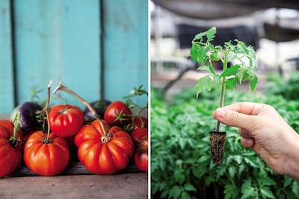 Costoluto di Parma al frente. Variedad muy productiva, acanalada y de pulpa muy roja (izquierda). Plantín de tomate desarrollado en un sustrato de alta calidad (derecha).