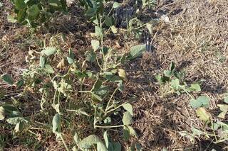 La soja con entrega en mayo, con los valores más altos de las últimas seis campañas