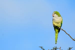 Cotorra (Myiopsitta monachus). Una especie que suele verse en muchas como mascota.