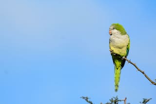 Palomas y cotorras arrasan cultivos y los productores hablan de un año “terrible”
