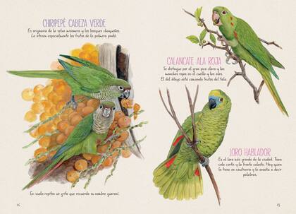 Cotorras y loros aporteñados viven en parques y reservas de la ciudad