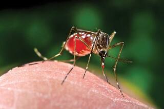 Cómo la crisis climática puede dar paso a una nueva era de pandemias