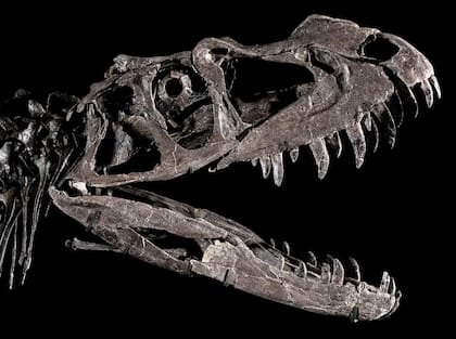 Cráneo de fósil de Ceratosaurus subastado por 30.5 millones de dólares.