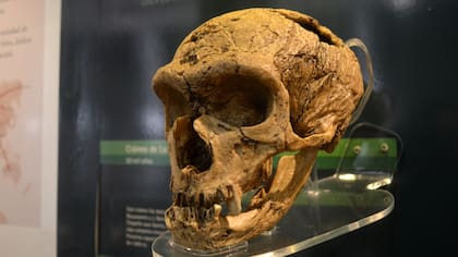 Cráneo de la colección del Museo de La Plata utilizado para el estudio
Foto: Conicet