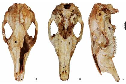 Cráneo de un canguro trepador de árboles fósil recién identificado