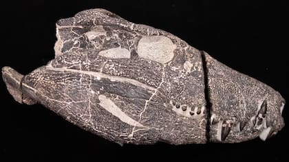 Cráneo del 'Kostensuchus atrox' recuperado de una roca en la formación Chorrillo, al sur de Argentina