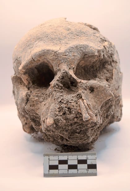 Cráneo humano hallado durante las excavaciones en el sitio arqueológico de Los Abuelos, en Petén