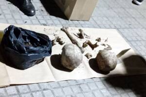 Tres estudiantes iban a poner plantas y encontraron restos humanos enterrados