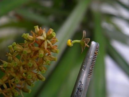 Creando nuevos híbridos de nepenthes.